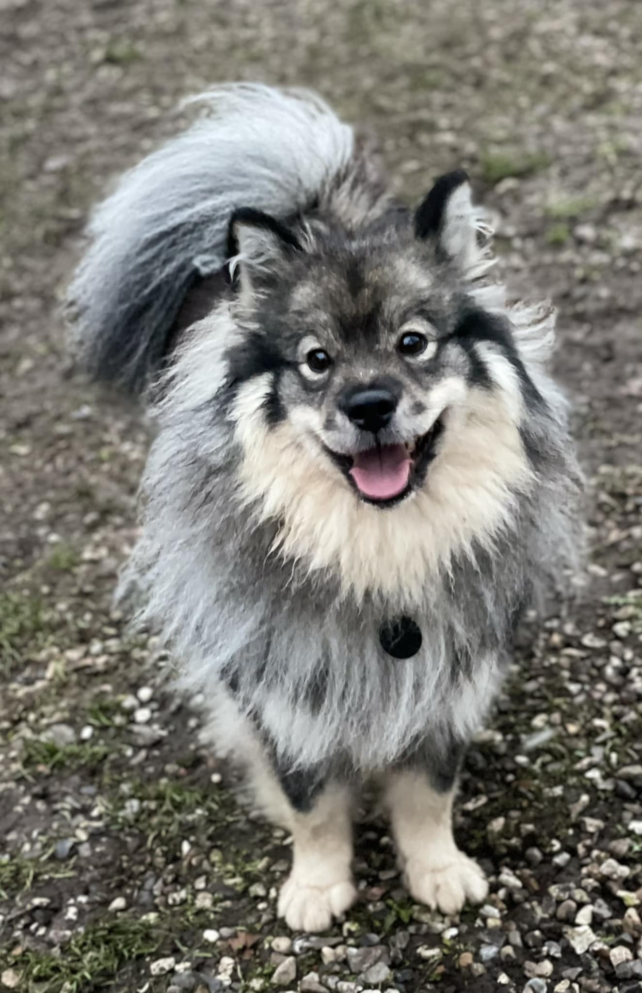 ella