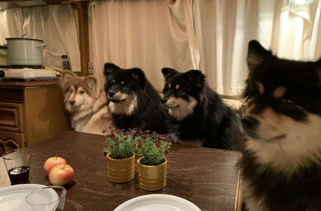 Væddeløbsdag i Bjerringbro for Finsk lapphund