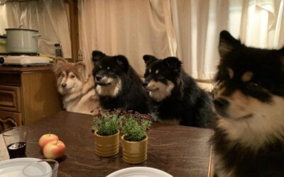 Væddeløbsdag i Bjerringbro for Finsk lapphund